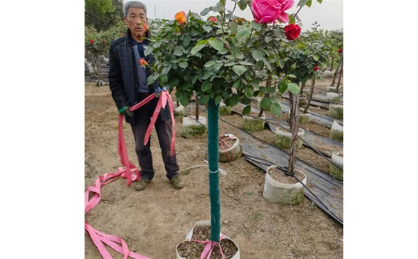 大花树状月季养护哪方面很重要？